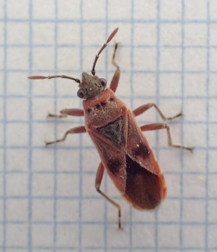 Arocatus sp.